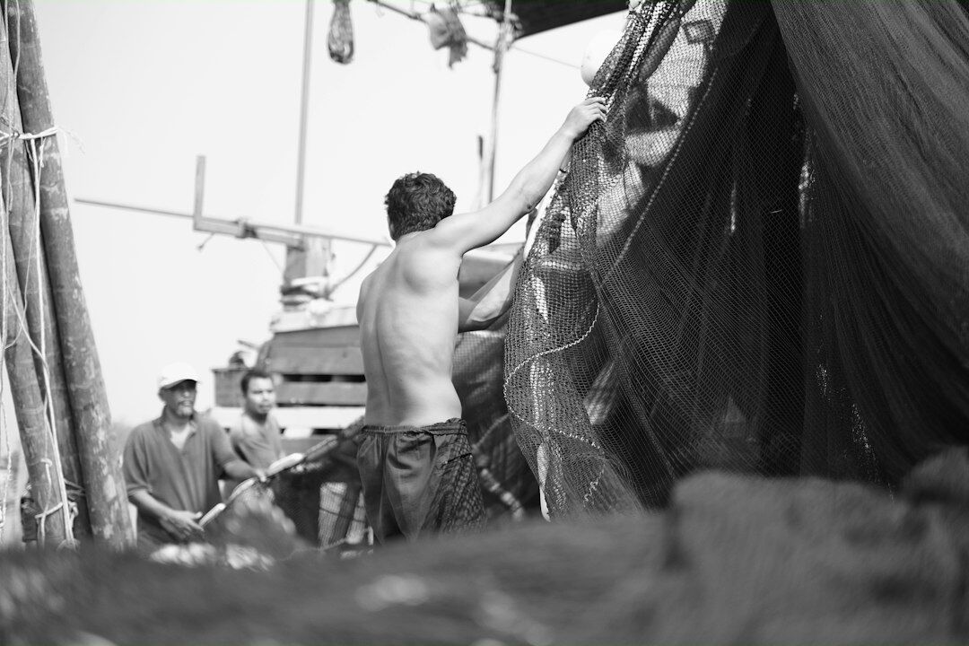 pulling fish from net